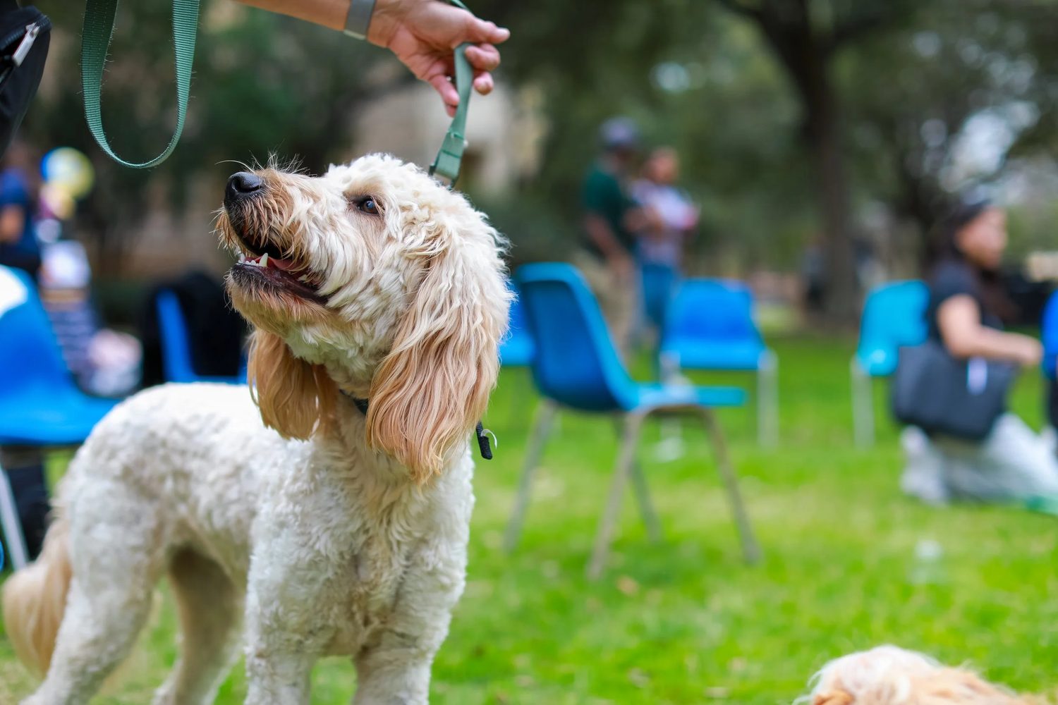 A tender moment with a dog